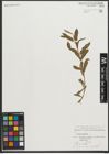 Foto von Salix purpurea L.